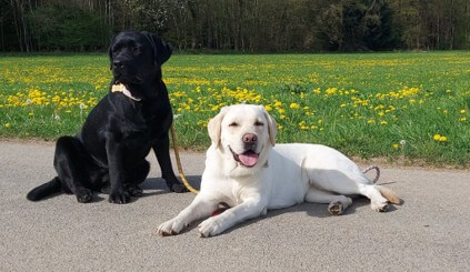 Sanfte Pfoten – Hund in ruhiger Interaktion mit Klient