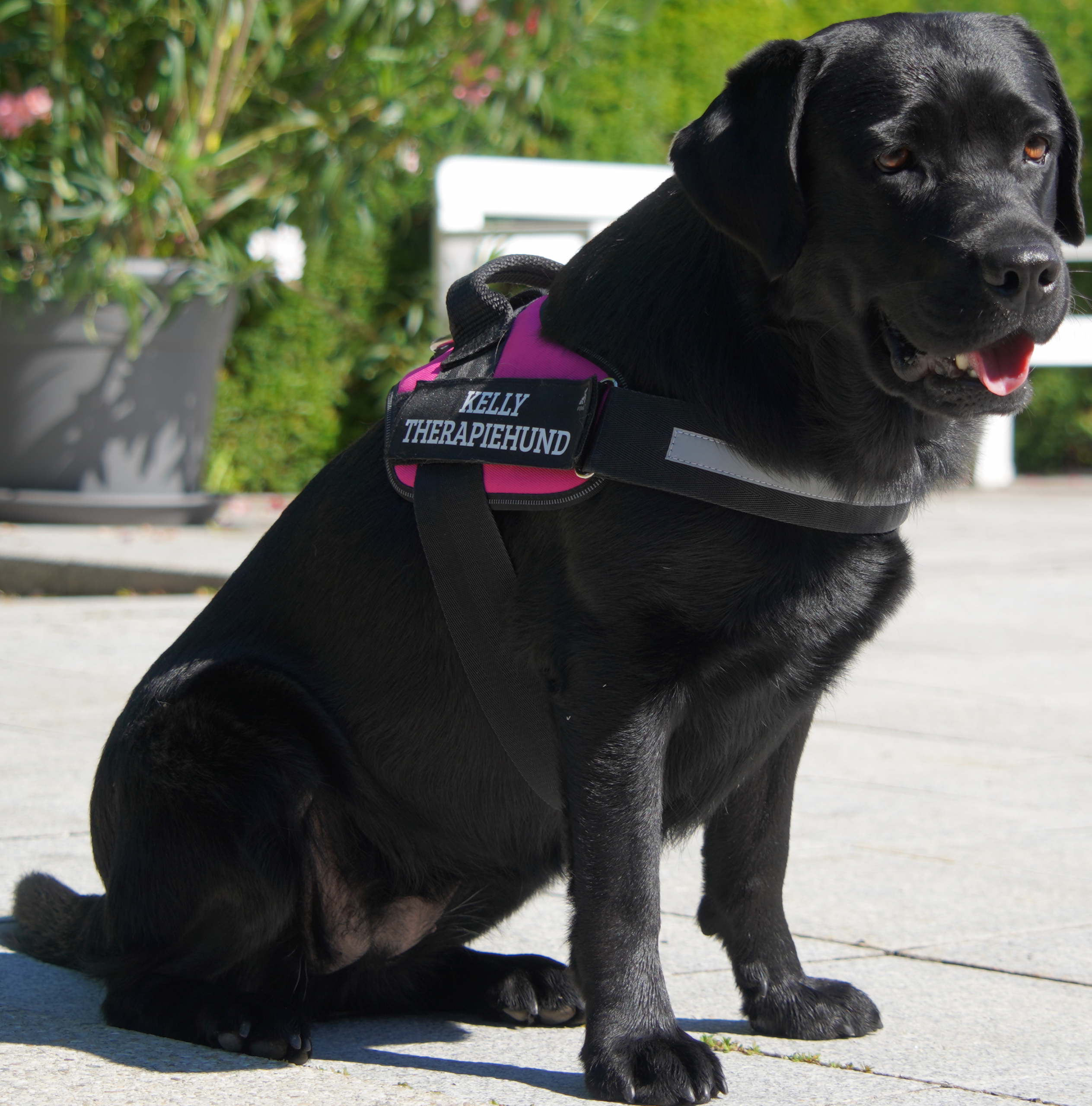Therapiebegleithund Kelly