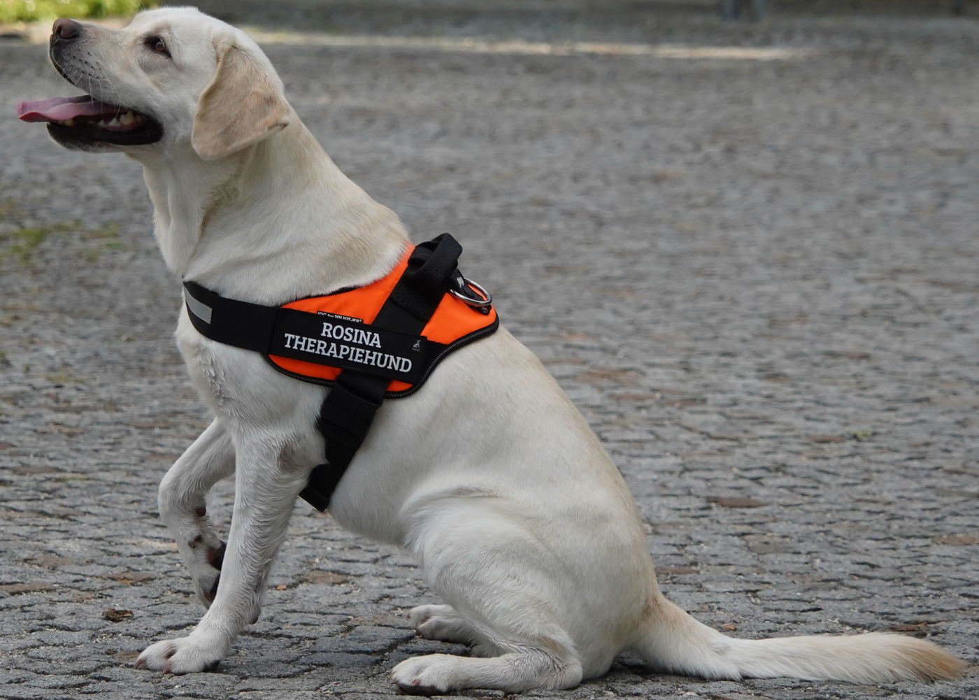 Therapiebegleithund Rosina