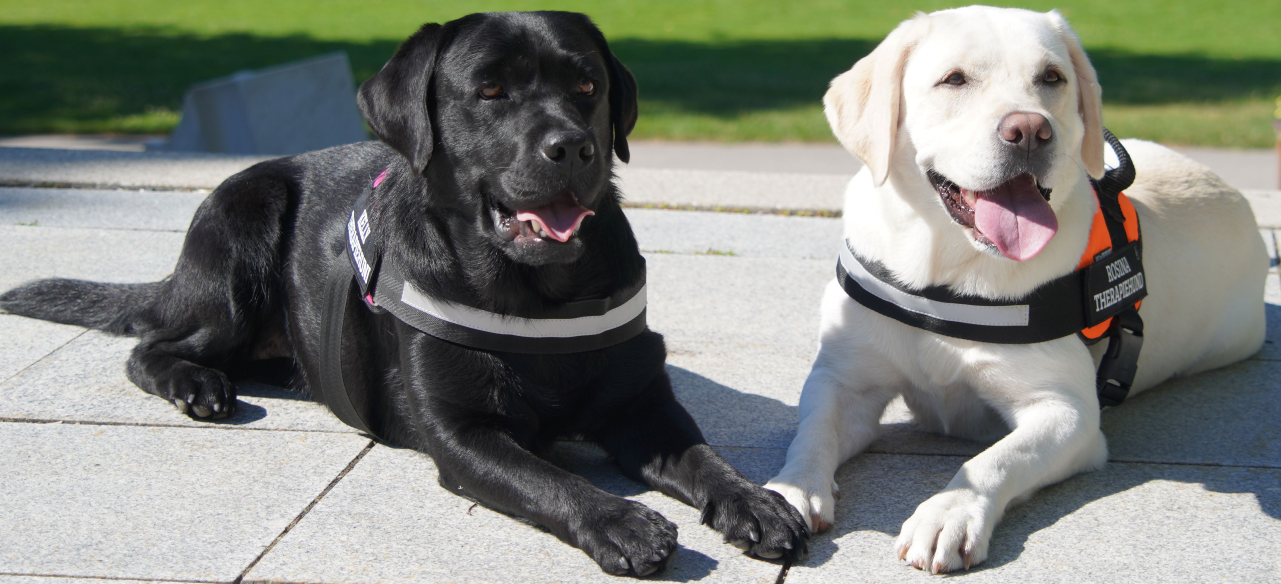 Rosina und Kelly, die Therapiebegleithunde von Sanfte Pfoten